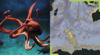 A split screen of an octopus floating through the water and a map of the ocean floor